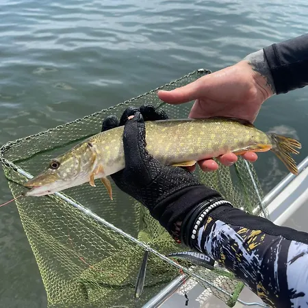 Adria Esox *