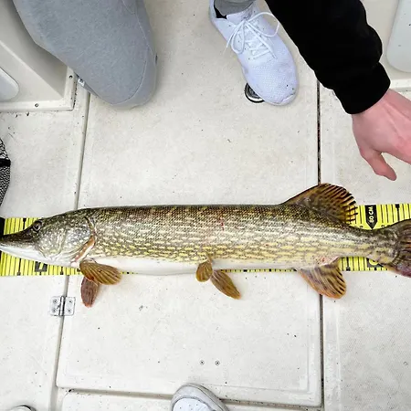 Adria Esox Stuer